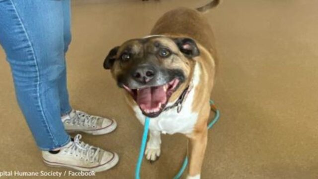 Dopo ben cinque anni passati da solo in canile, questo cane ha finalmente trovato la felicità