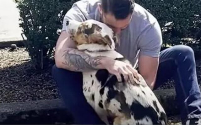 Maltrattato e terrorizzato, questo cane sta imparando da capo come si fa a fidarsi degli esseri umani