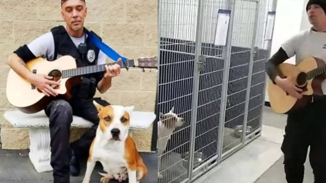 Un cane con un poliziotto che suona
