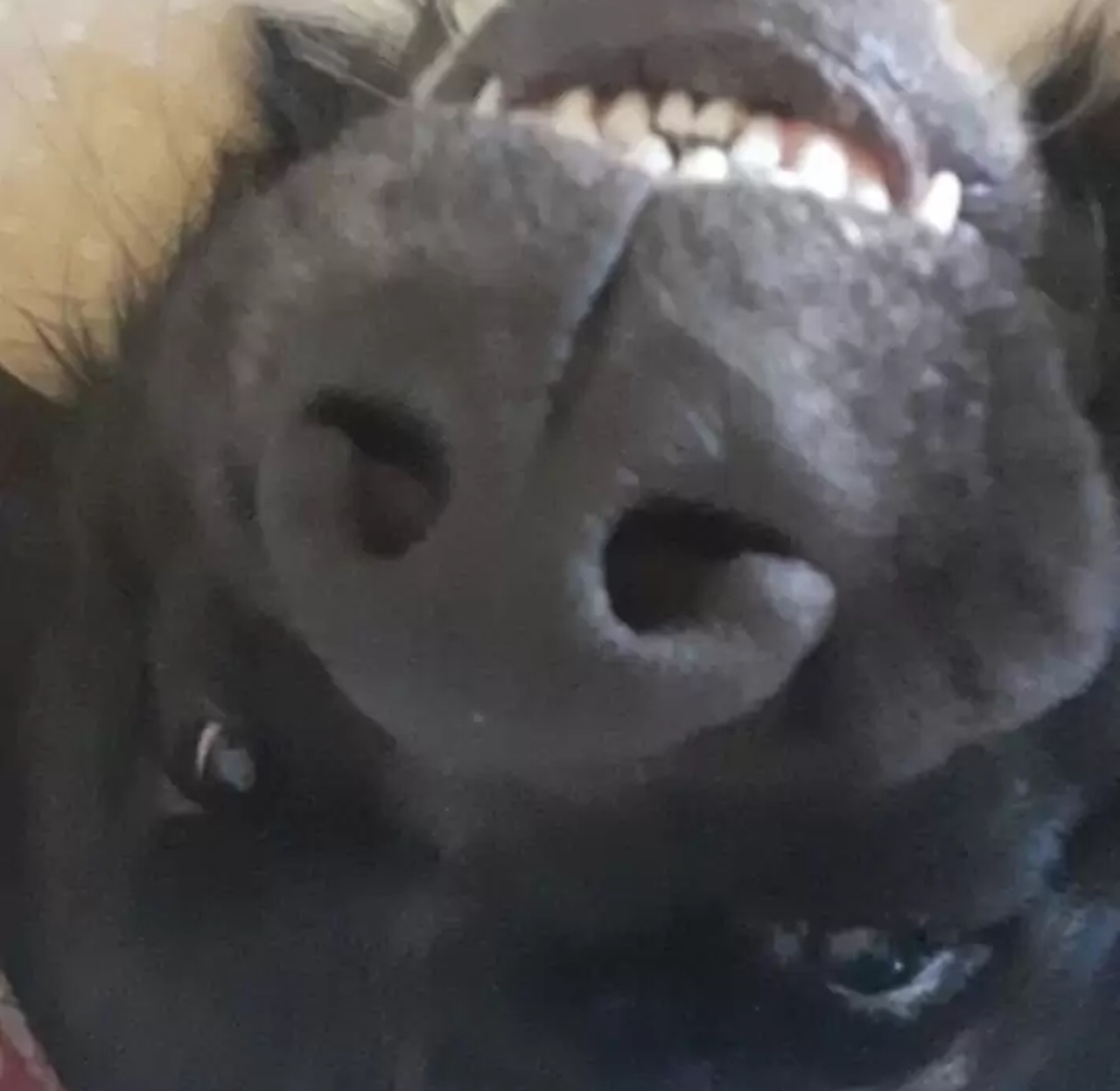 Sorriso del cane nero