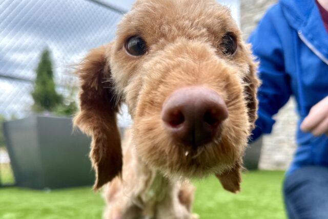 Cane abbandonato arriva al rifugio in condizioni terribili: era magrissimo