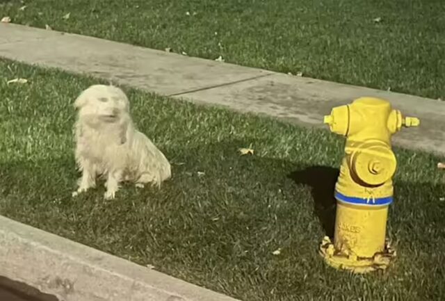 Cane abbandonato davanti a un idrante aspetta per giorni il ritorno dei proprietari