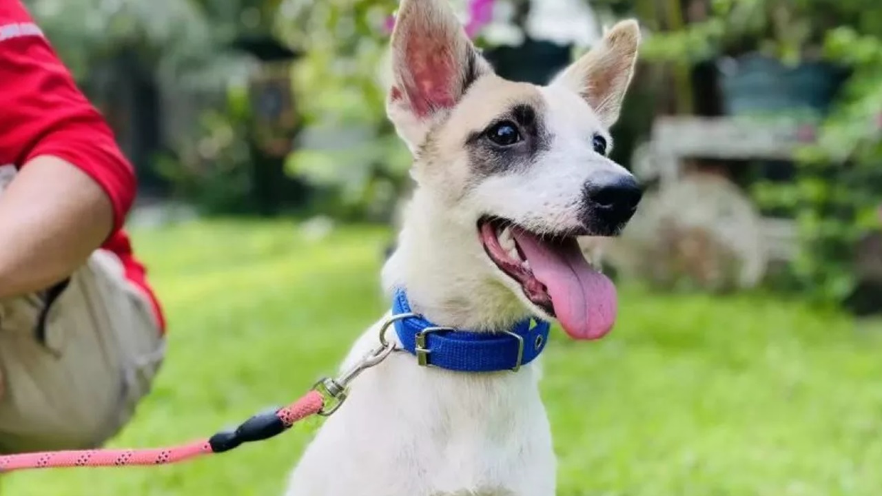 Cane con la lingua di fuori