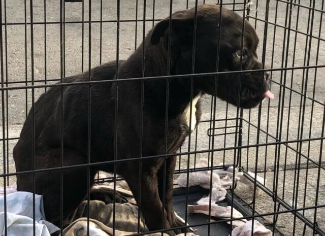 Cane abbandonato in una gabbia sul marciapiede: soffriva di una malformazione congenita