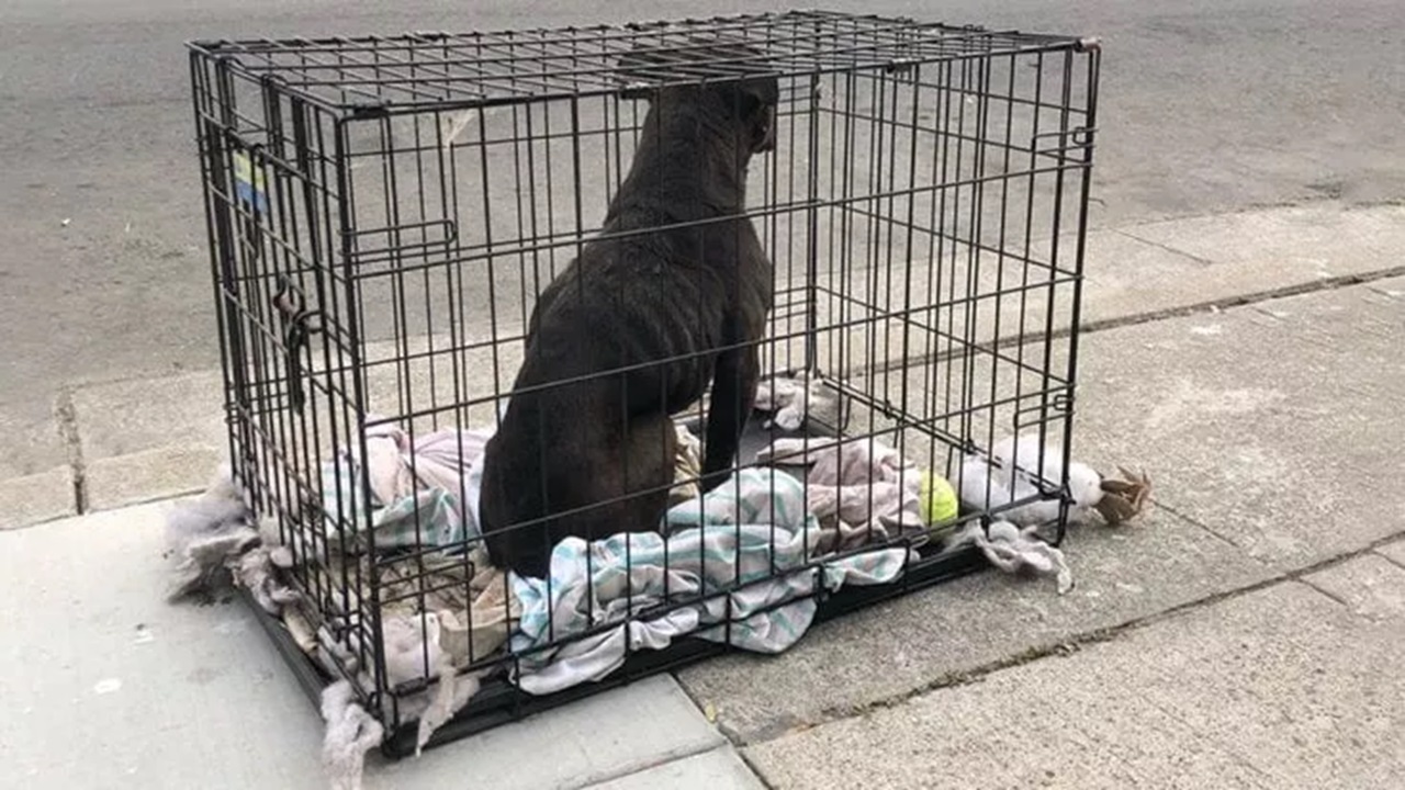 Cane in gabbia sul marciapiede