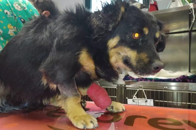 Cane abbandonato tra i rifiuti nel torinese, salvato appena in tempo prima di finire in discarica