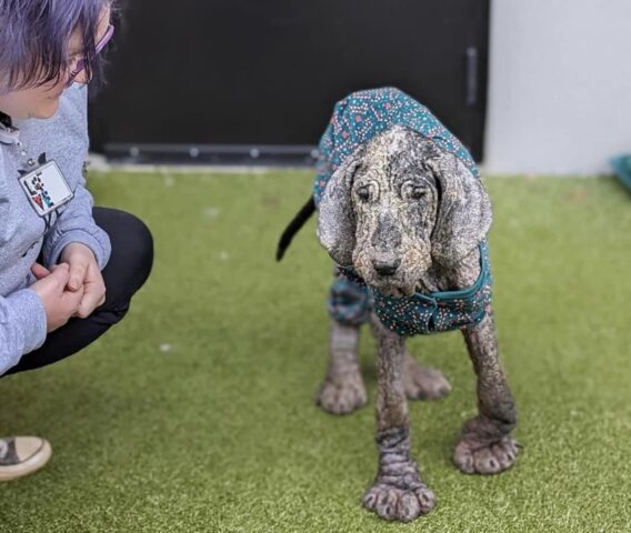 Il cane accolto da un rifugio della Carolina del Nord è volato sul ponte dell’arcobaleno