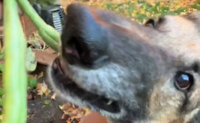 Il cane affamato aiuta la mamma a fare giardinaggio, e lo fa non senza un certo interesse (VIDEO)