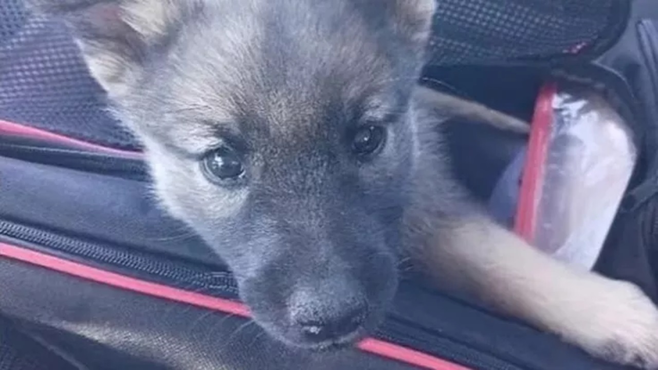 Cucciolo di cane in aereo