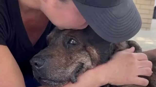 Cane anziano abbandonato a 20 anni trova inaspettatamente una nuova casa per sempre