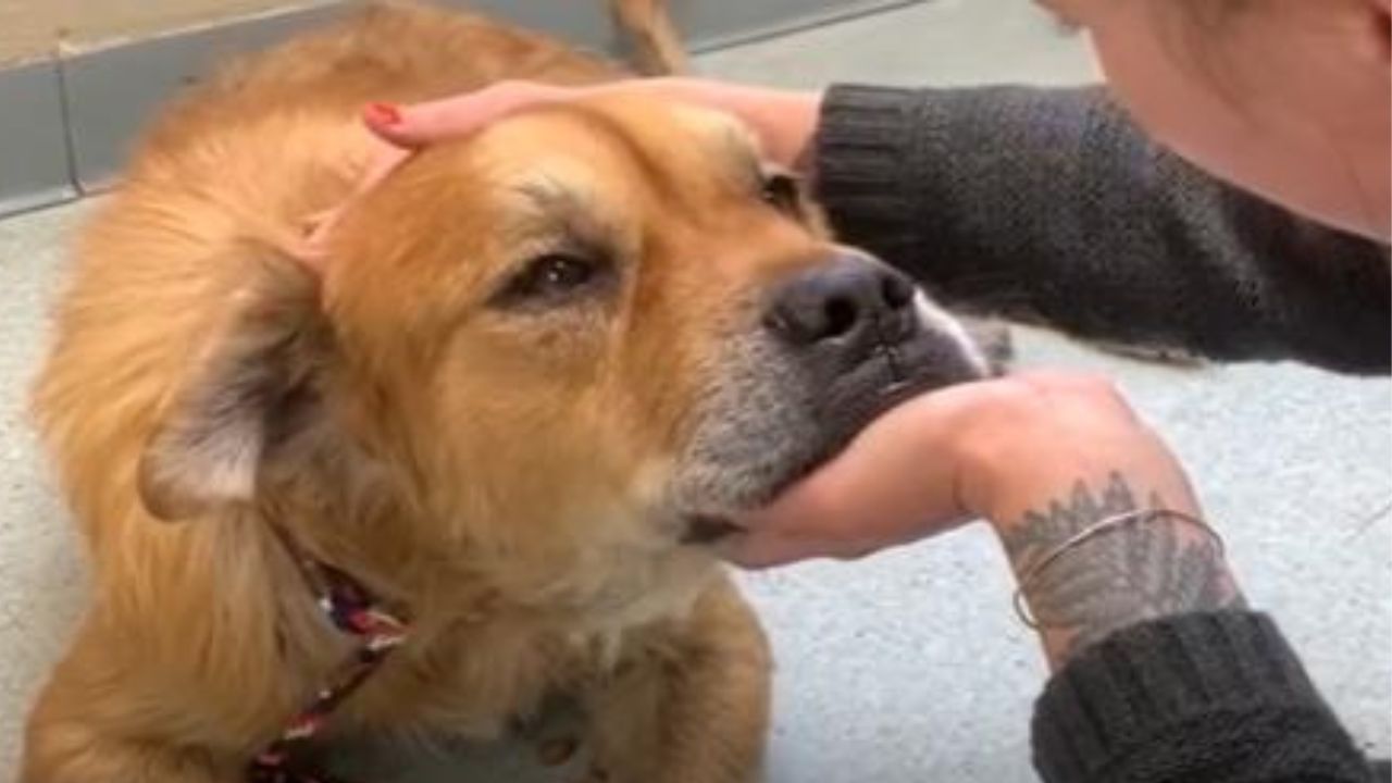 cane anziano salvato da eutanasia