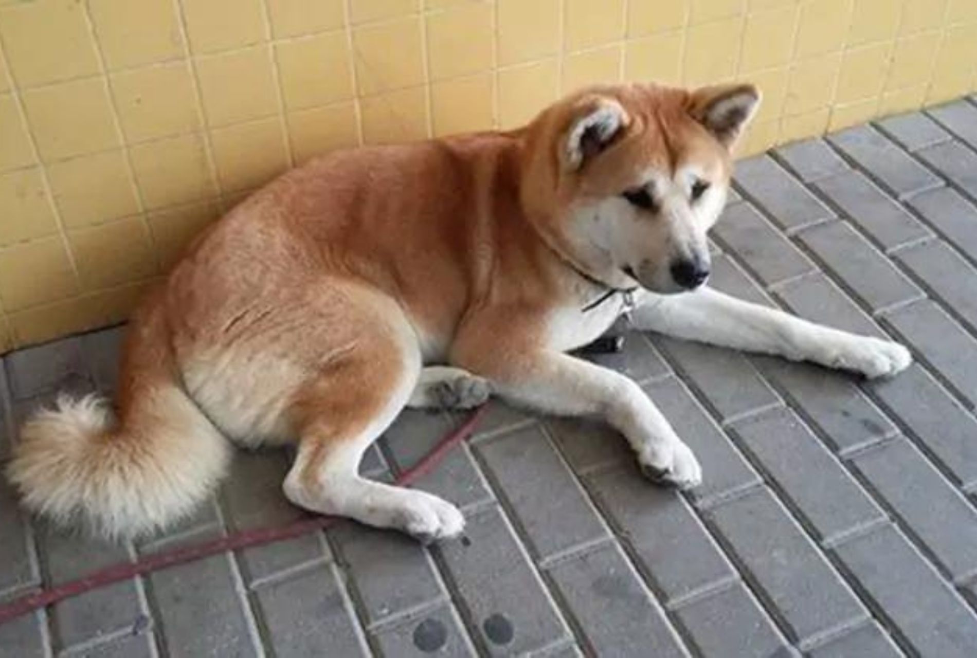 cane aspetta padrona fuori dall'ospedale