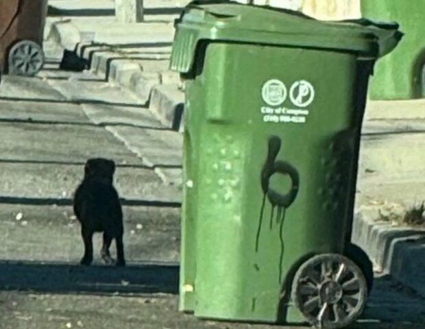 Cane aspetta per due mesi la famiglia nello stesso angolo di strada: la storia di Marley