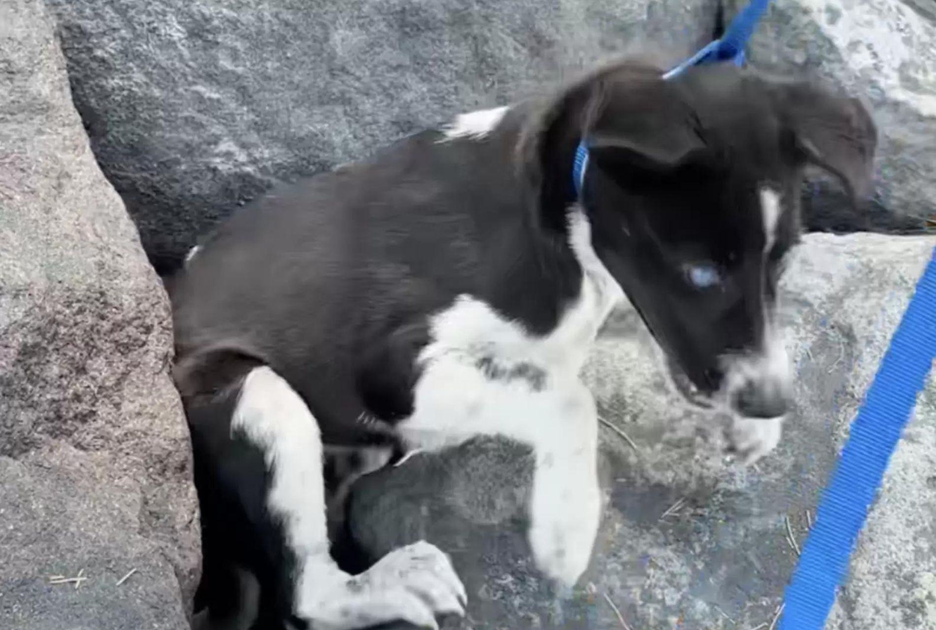 cane bloccato sotto massi