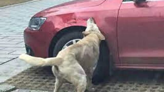 Cane buca le gomme alle auto parcheggiate: Billy viene presto scoperto dagli abitanti