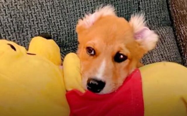 Il cagnolino guardava tristemente dal divano mentre tutti giocavano: aveva solo bisogno di un amico (VIDEO)
