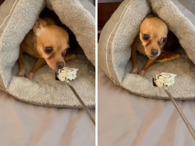Il Chihuahua viene nutrito mentre si trova nella sua confortevole cuccia e la sua espressione è stupenda
