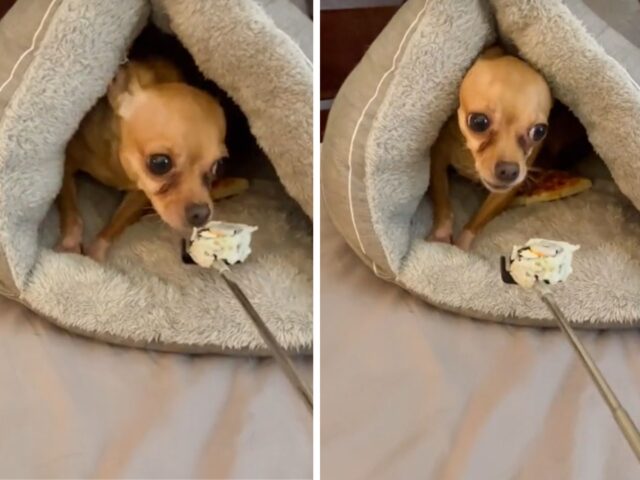 Il Chihuahua viene nutrito mentre si trova nella sua confortevole cuccia e la sua espressione è stupenda