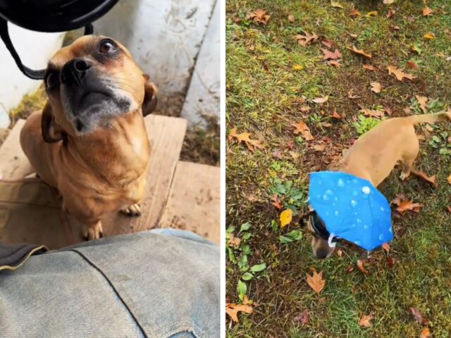 Per proteggersi dalla pioggia questo cane porta con sé un ombrellino su misura è la scena è tutta da ridere