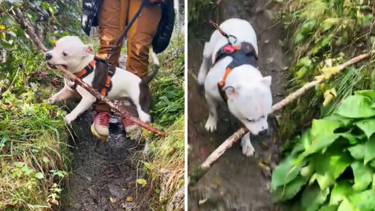 cagnolino all'aperto