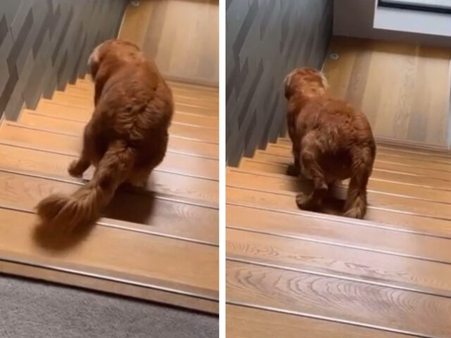 Il modo in cui questo cane sale le scale anche se non gli è permesso è davvero esilarante