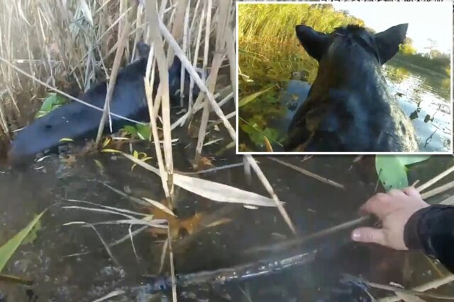 Cane cieco rischia di affogare nello stagno, la polizia lo salva appena in tempo