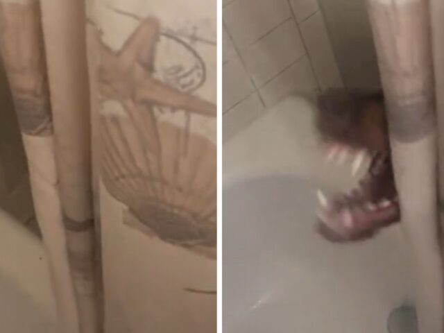 Esilarante: questo Dobermann tenta di “aiutare” la sua mamma mentre fa la doccia
