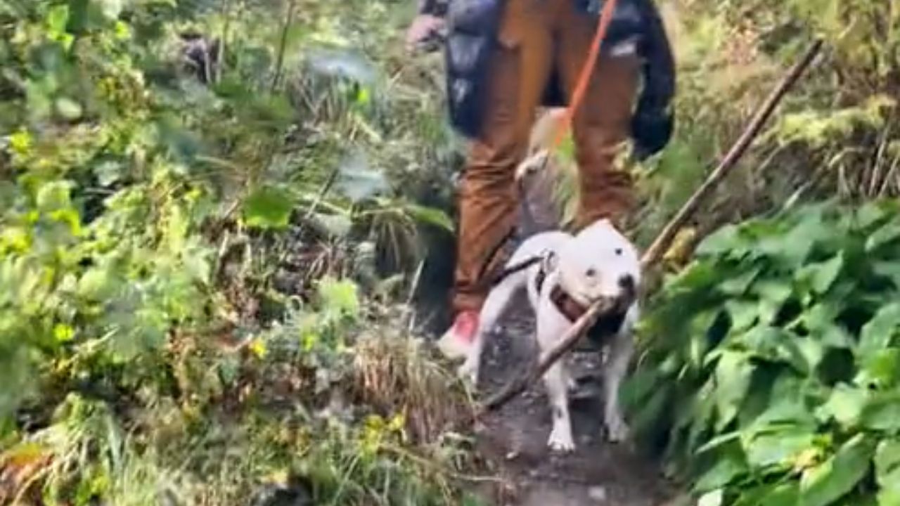 cagnolino bianco