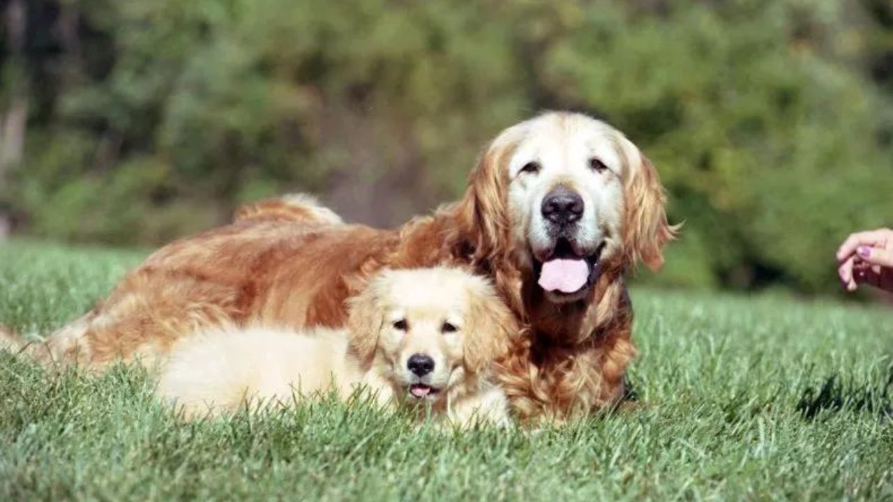 cane con nuovo amico