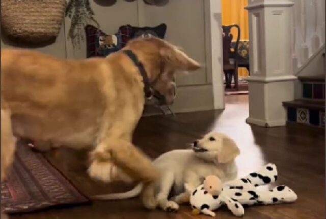 Il suo migliore amico vola sul Ponte e lui si butta giù, finché non arriva un nuovo cucciolo che cambia la sua vita