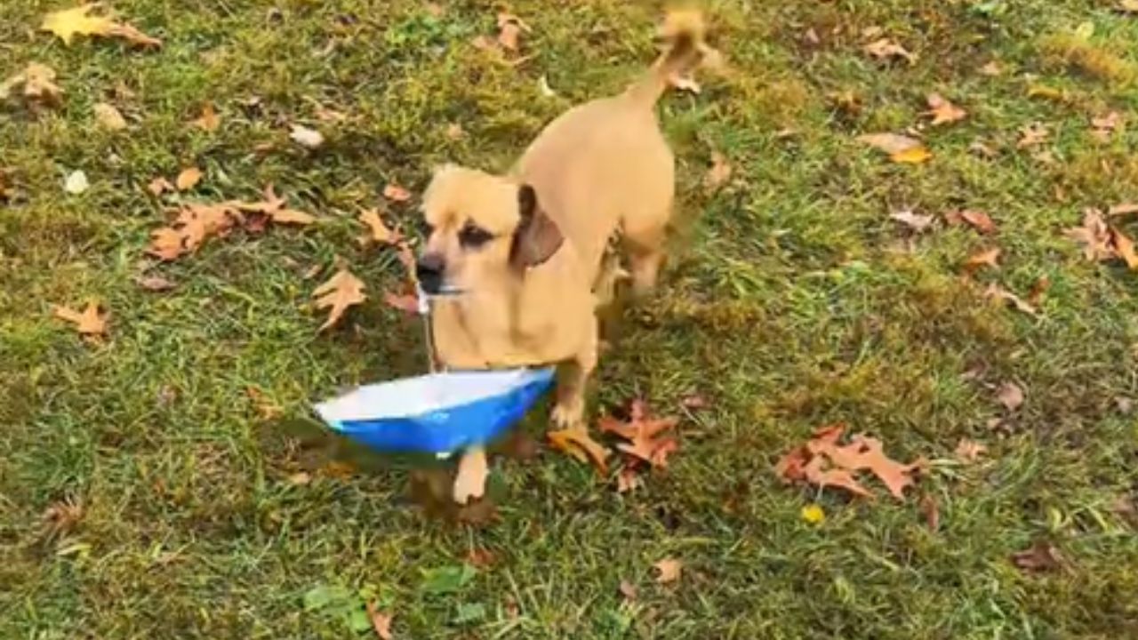 cane con pelo marroncino