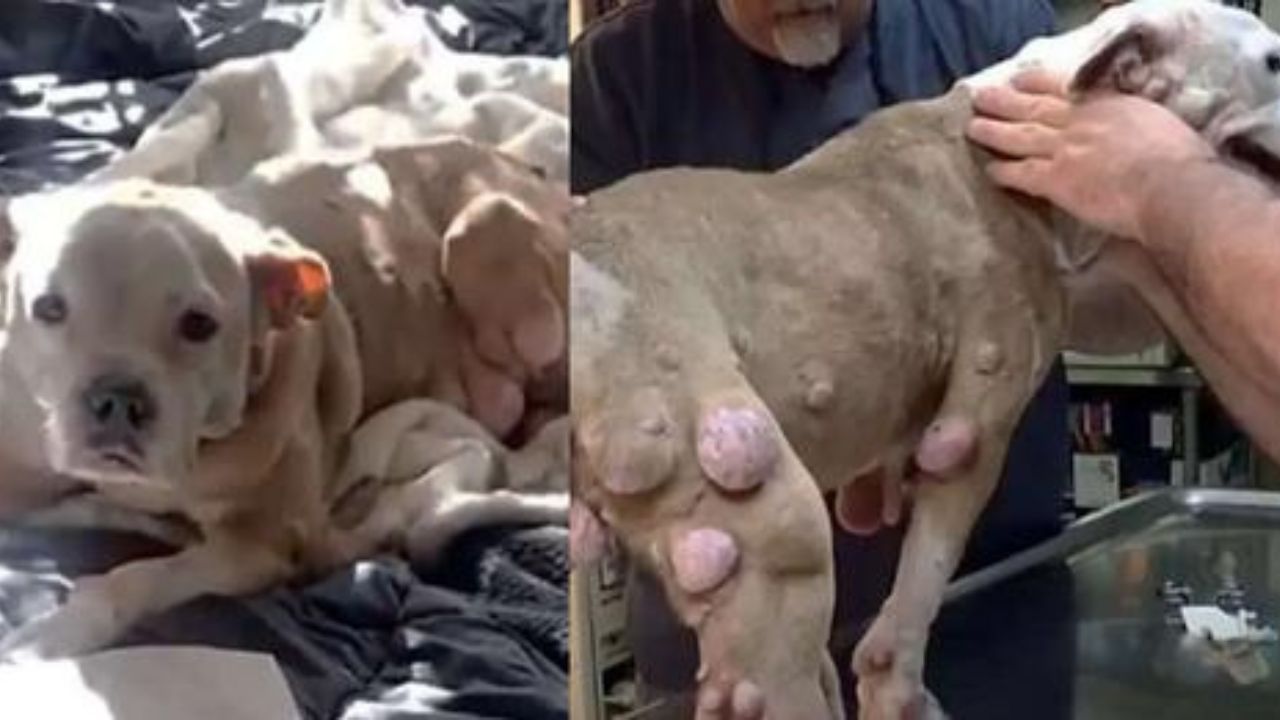 cane con tumori