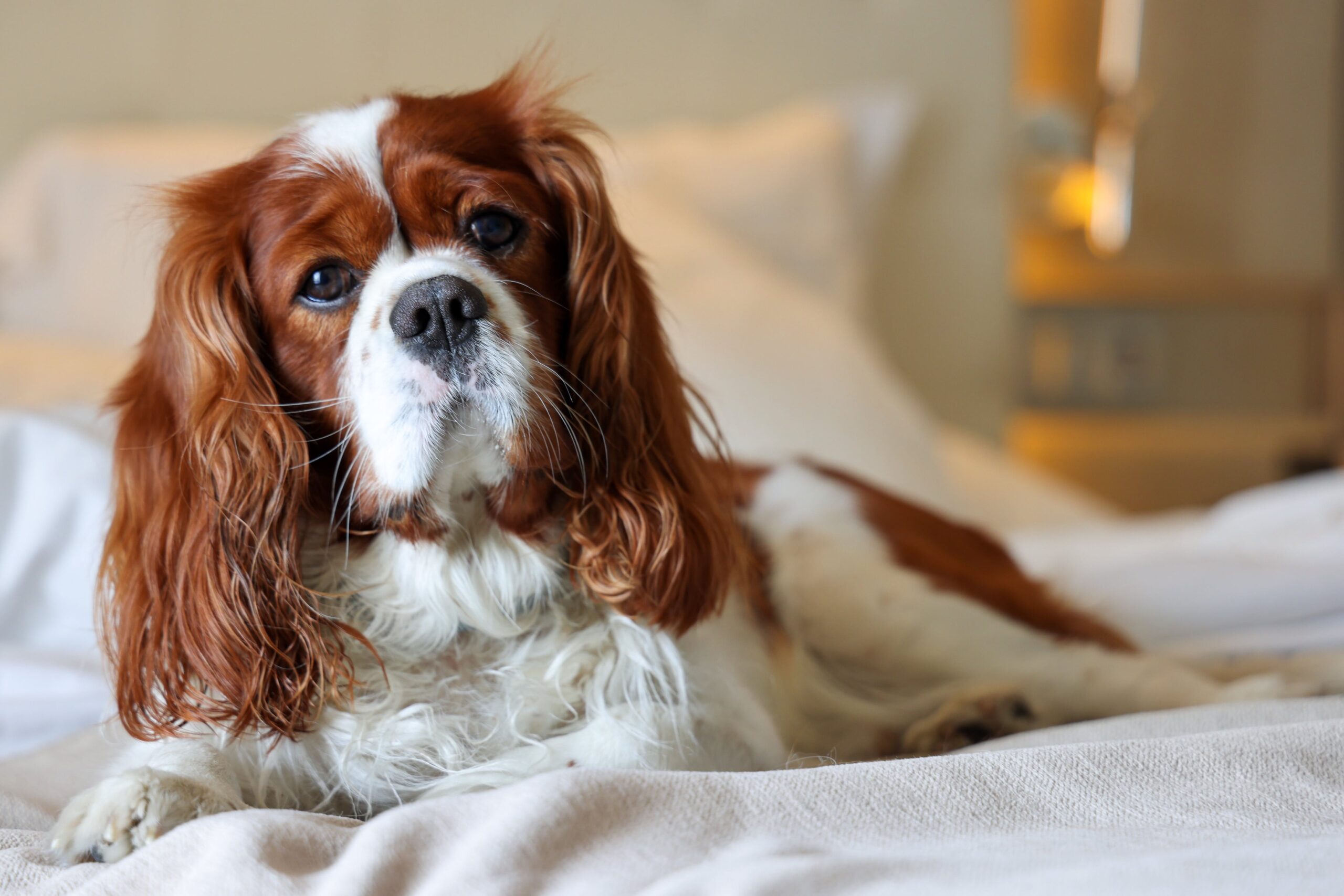 cane calvalier King Charles Spaniel