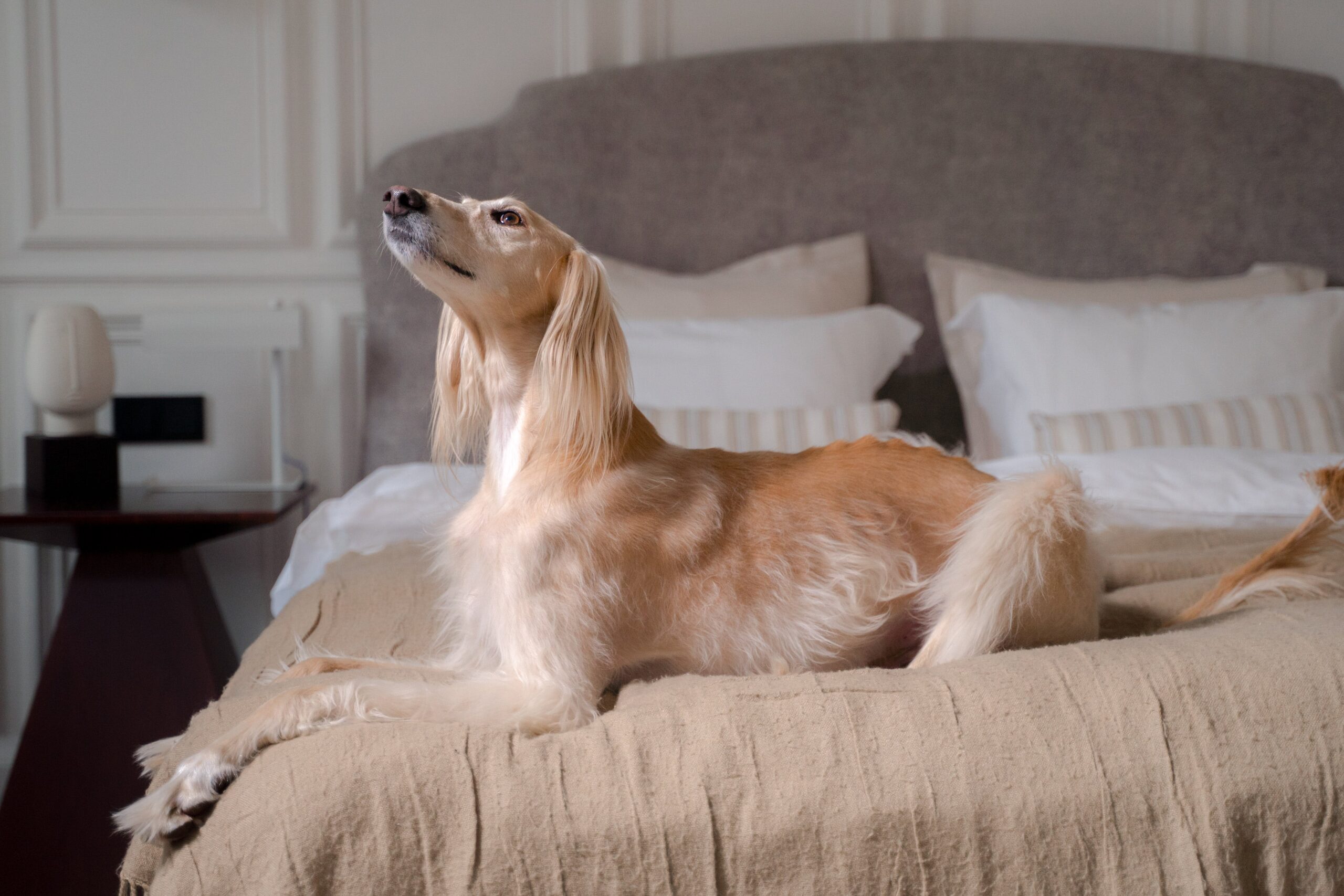 levriero cane sul letto