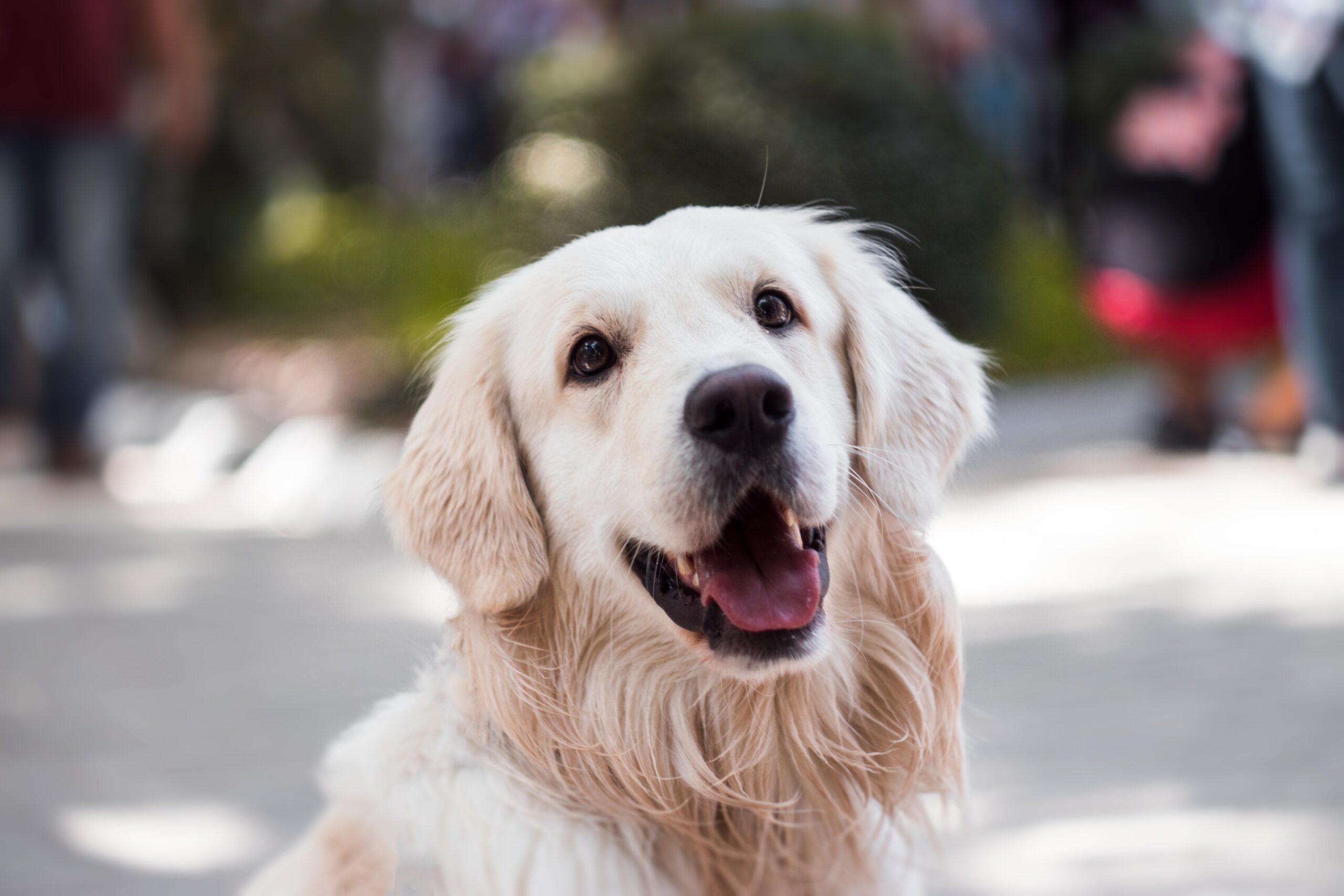 cane labrador retriever