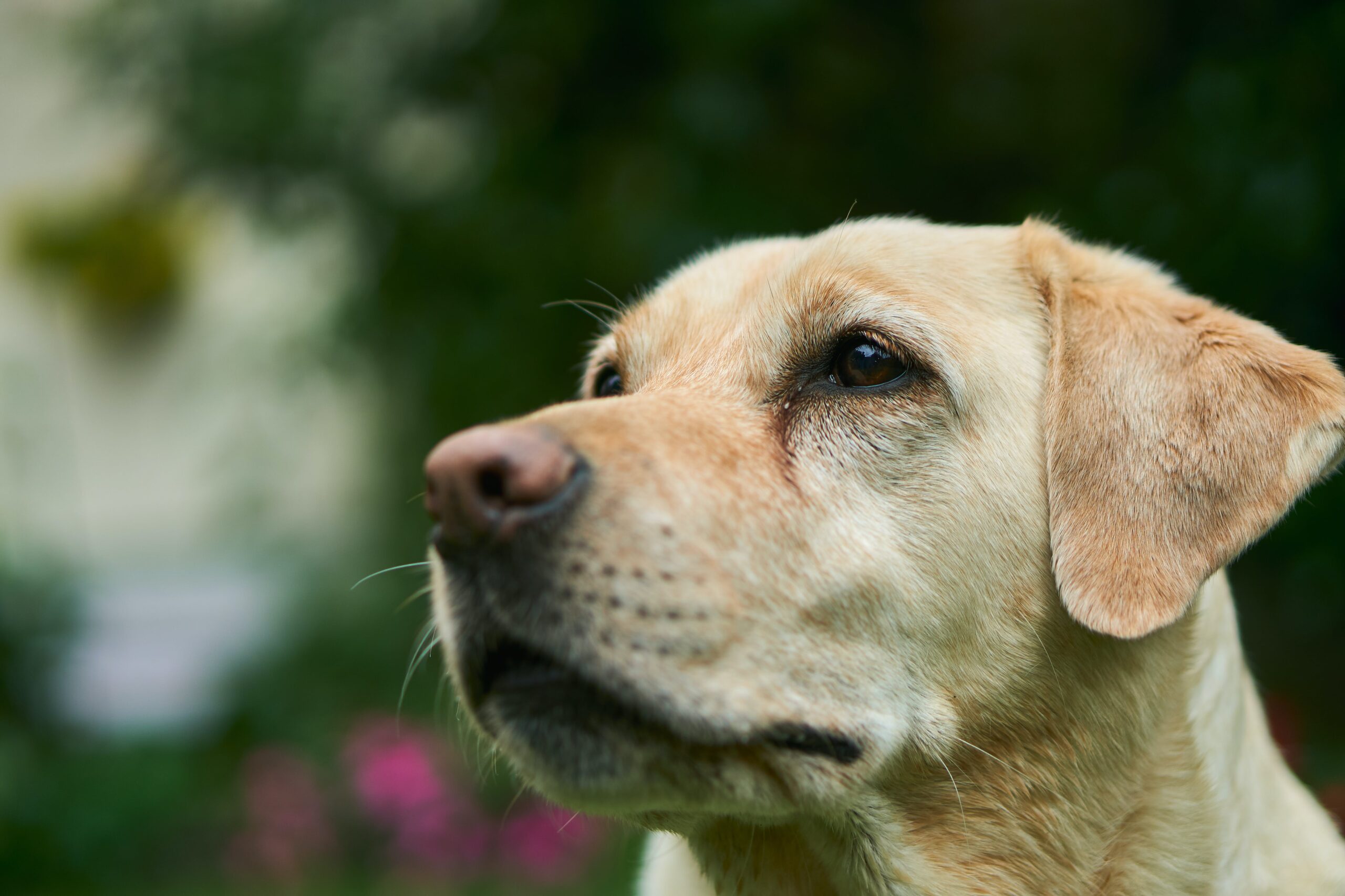 cane labrador retriever