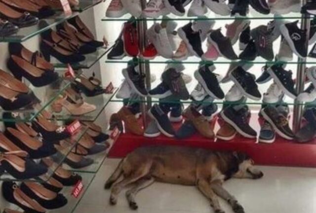 Il cane entra in un negozio di scarpe e il commesso lo difende dagli insulti di un cliente arrabbiato