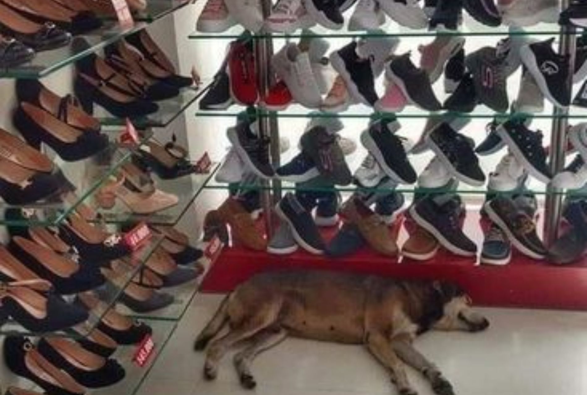 cane dentro negozio