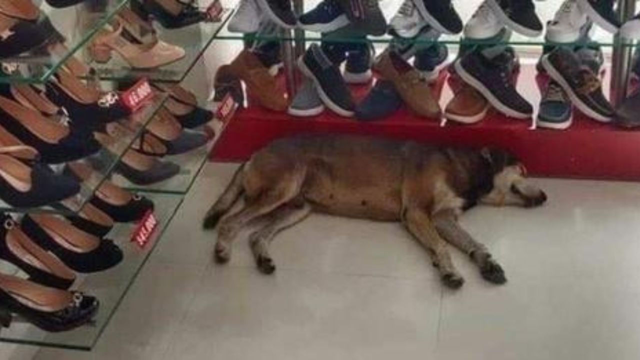 cane dentro negozio