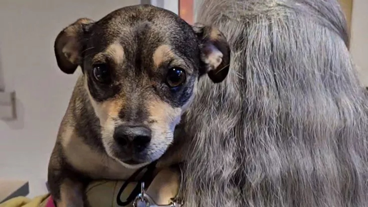 Cane di 11 anni al rifugio