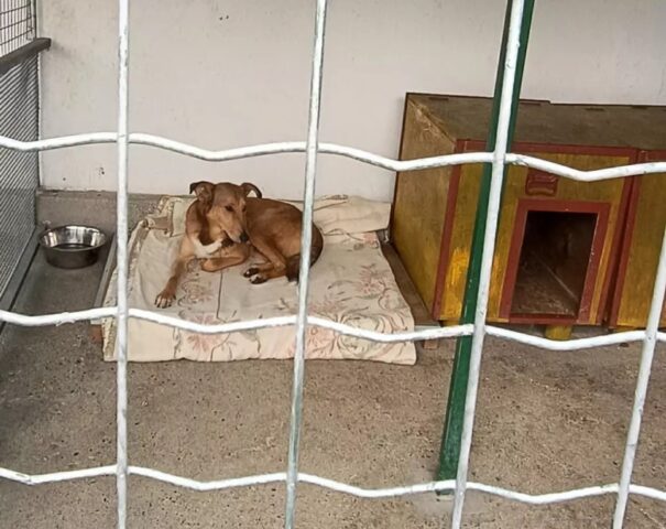 Cane epilettico cerca una casa per sempre: chi può aiutare Mario a essere felice?