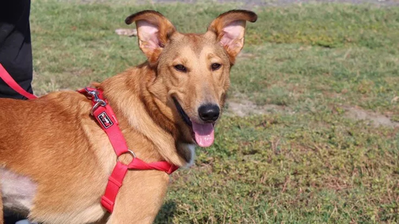 Cane con la pettorina in passeggiata