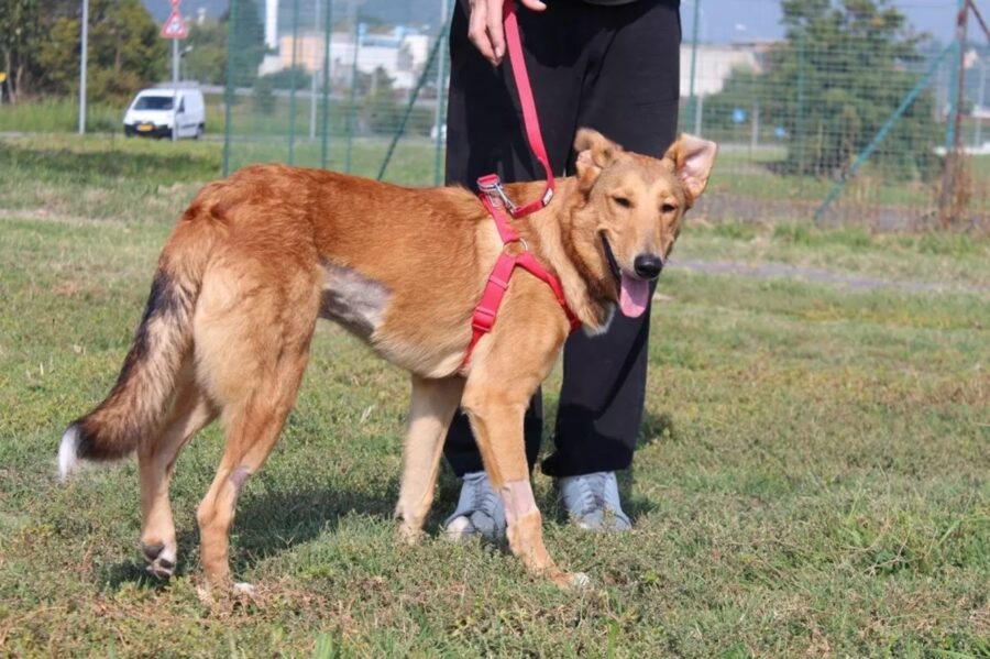 Cane passeggia nel prato