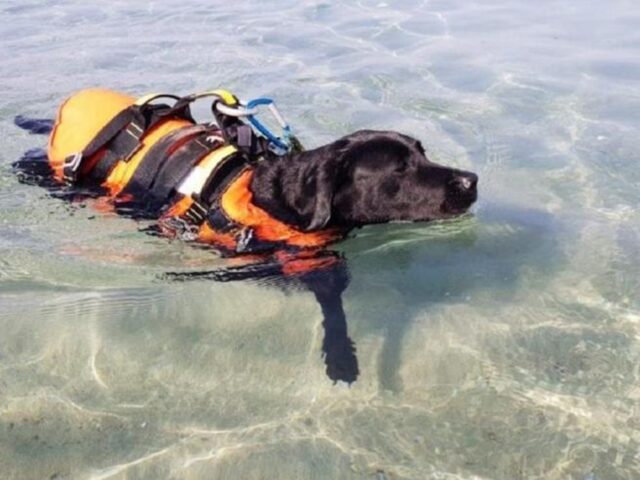 Cane eroe ha salvato 20 persone in mare: Flash è volato sul ponte dell’arcobaleno