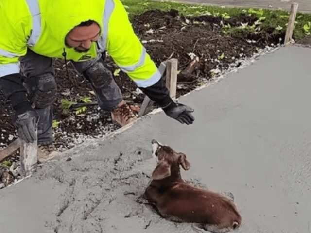 Cane gioca nel cemento fresco, operaio lo mette in salvo