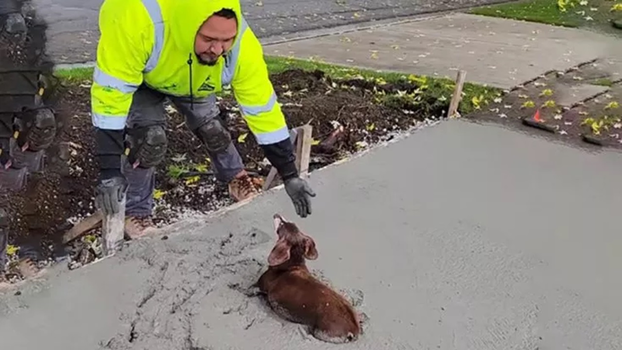 Uomo aiuta il cane nel cemento