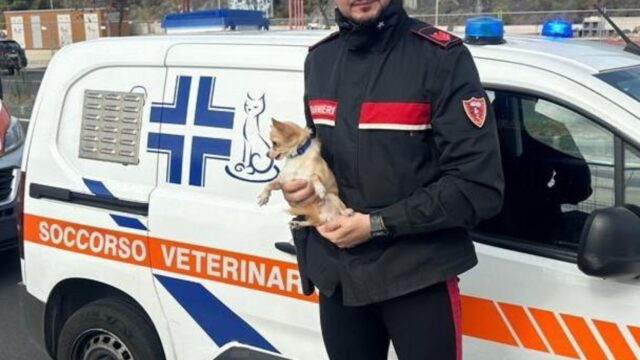 Cane in auto per ore perché il proprietario aveva finito la benzina: come sta il chihuahua Ciccino?