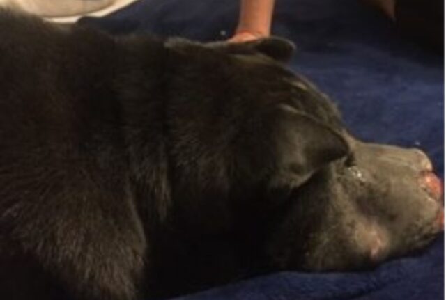 La ragazza ha salvato un cane in fin di vita, ed è lui a farle capire che il momento di dirsi addio