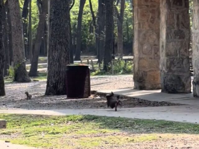 Ci prova con tutte le sue forze: questo Bassotto tenta davvero di catturare gli scoiattoli al parco