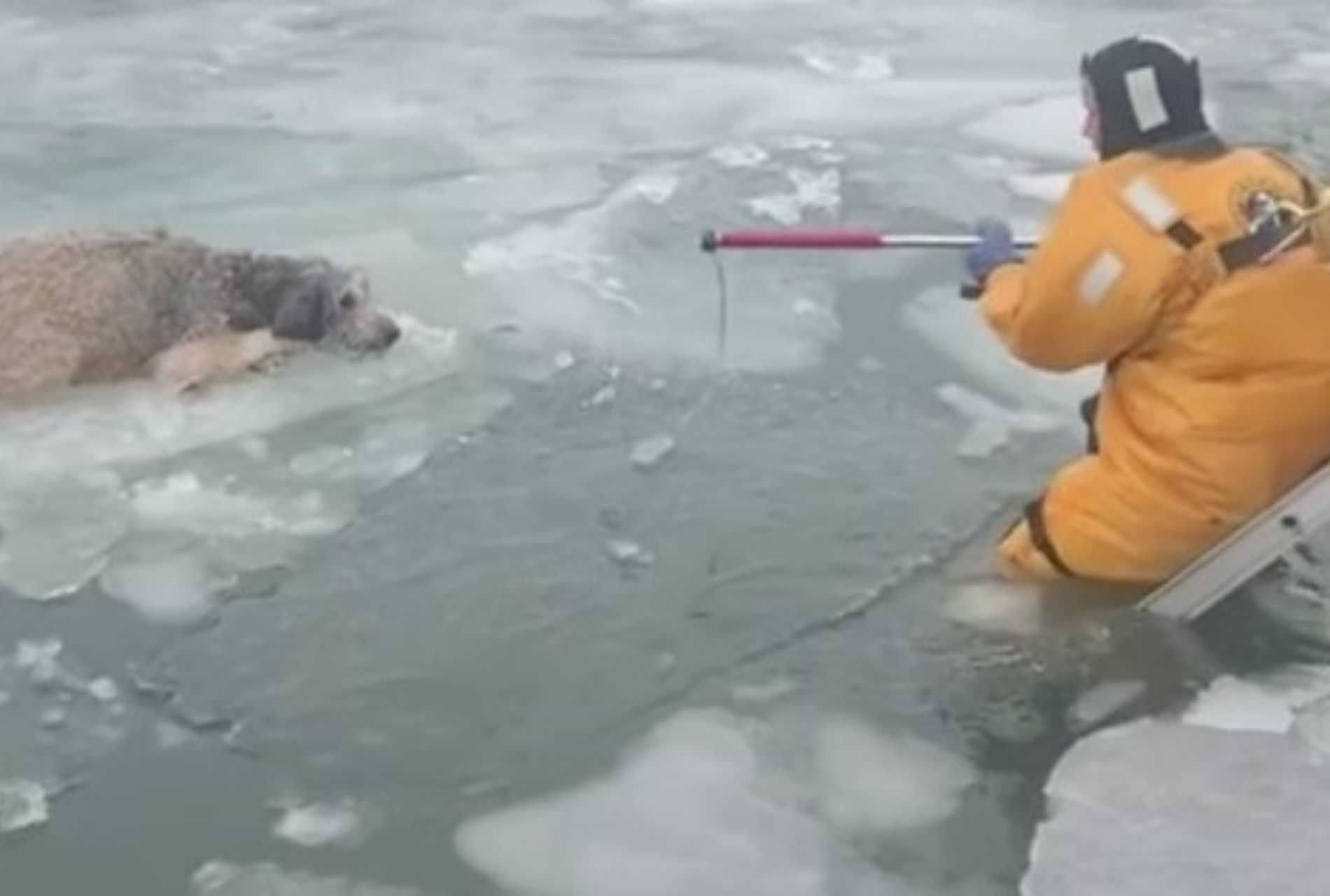 cane intrappolato su pezzo di ghiaccio